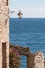 img/cervo-imperia-11.jpg