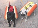 img/fun-dogs.jpg