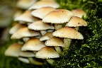 img/mushroom_03.jpg