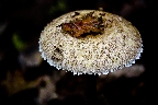 img/mushroom_07.jpg