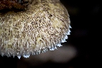 img/mushroom_08.jpg