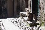 img/taggia-9.jpg